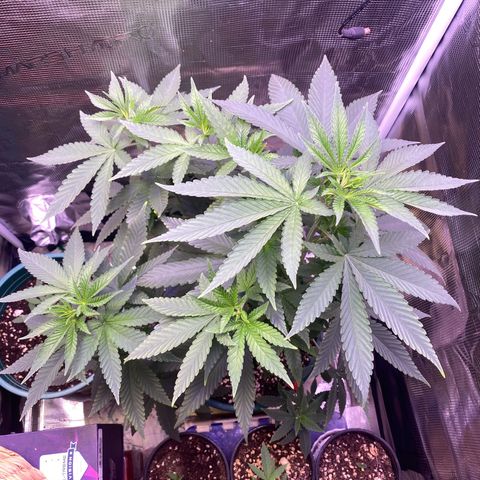 Mimosa Evo growlog photo: Sau khi tưới 9 tiếng 