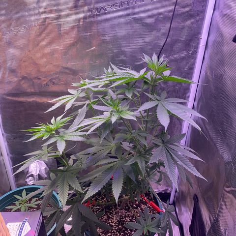 Mimosa Evo growlog photo: Sau khi tưới 9 tiếng 