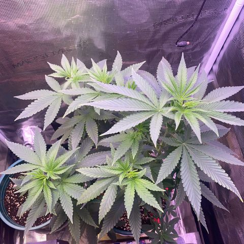 Mimosa Evo growlog photo: Ko tưới 