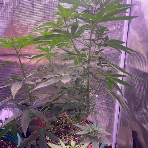 Mimosa Evo growlog photo: Ko tưới 