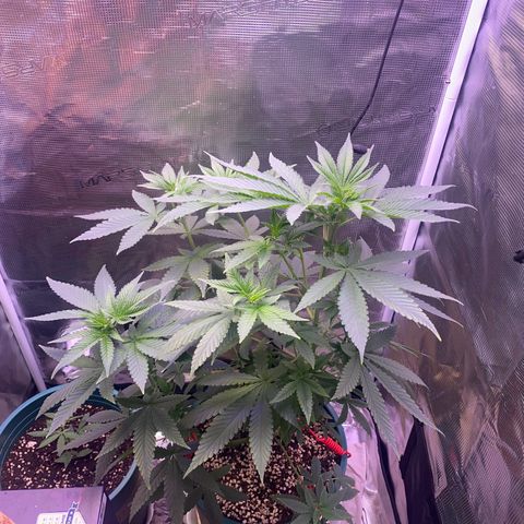 Mimosa Evo growlog photo: Ko tưới 