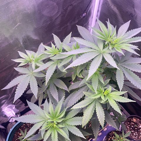 Mimosa Evo growlog photo: Ko tưới 