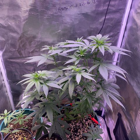 Mimosa Evo growlog photo: Ko tưới