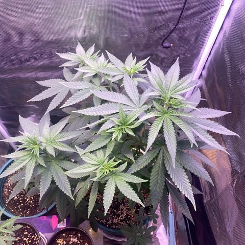 Mimosa Evo growlog photo: Ko tưới