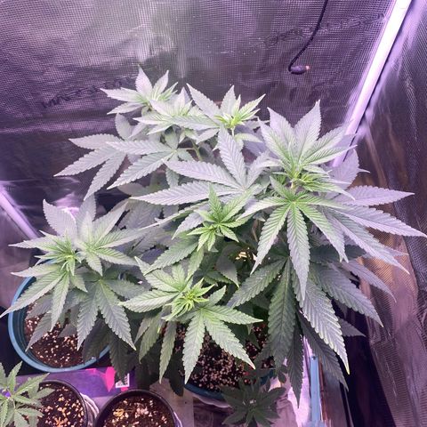 Mimosa Evo growlog photo: Ko tưới