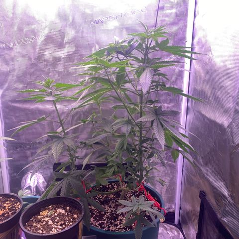 Mimosa Evo growlog photo: Ko tưới