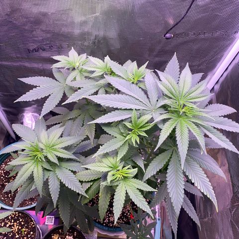 Mimosa Evo growlog photo: Ko tưới