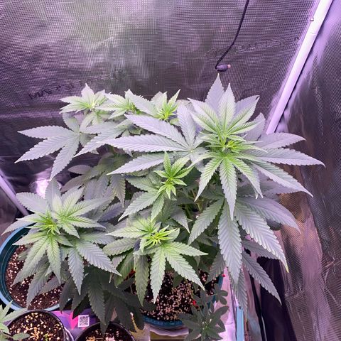 Mimosa Evo growlog photo: Ko tưới
