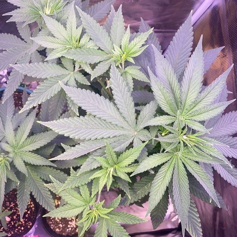 Mimosa Evo growlog photo: Ko tưới