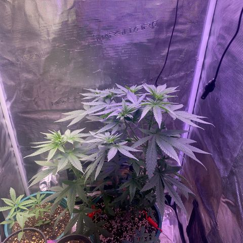 Mimosa Evo growlog photo: Ko tưới