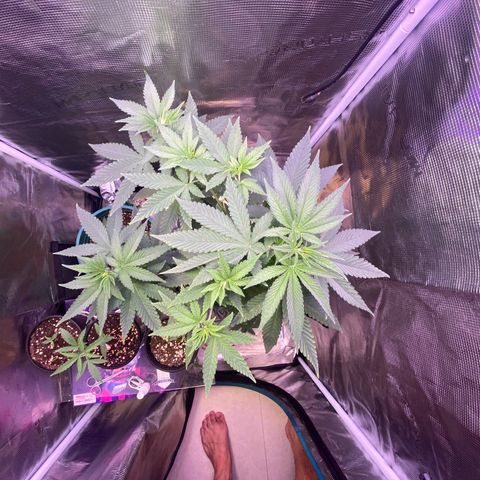 Mimosa Evo growlog photo: Ko tưới