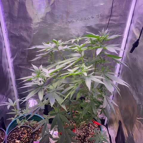 Mimosa Evo growlog photo: Tỉa lá , ko tưới nước