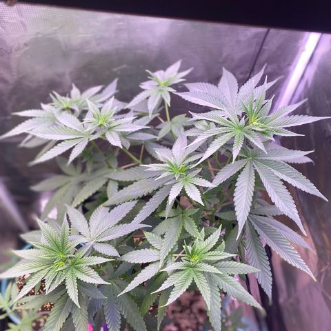 Mimosa Evo growlog photo: Tỉa lá , ko tưới nước
