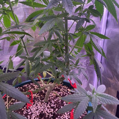 Mimosa Evo growlog photo: Tỉa lá , ko tưới nước