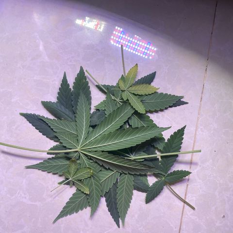 Mimosa Evo growlog photo: Tỉa lá , ko tưới nước