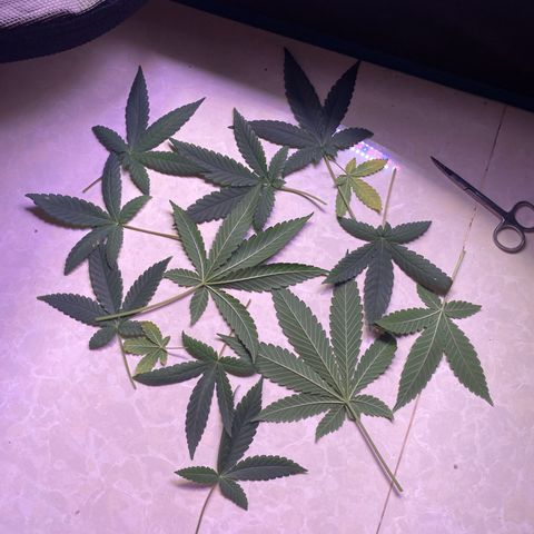 Mimosa Evo growlog photo: Tỉa lá , ko tưới nước