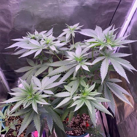 Mimosa Evo growlog photo: Tỉa lá , ko tưới nước