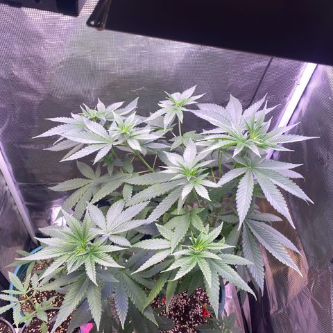 Mimosa Evo growlog photo: Tỉa lá , ko tưới nước