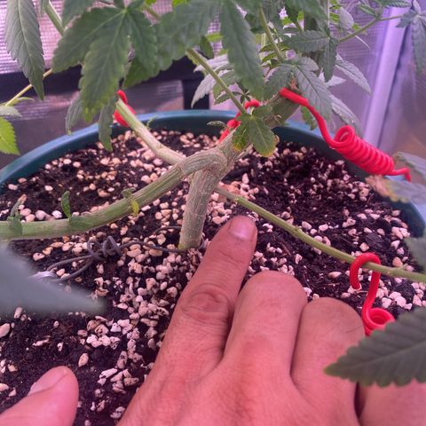 Mimosa Evo growlog timeline photo