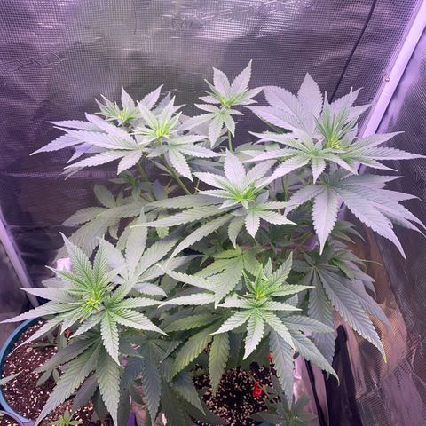 Mimosa Evo growlog timeline photo
