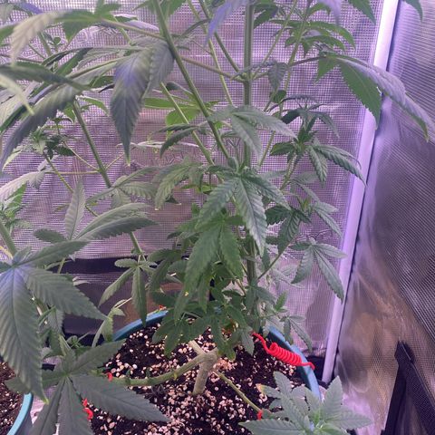 Mimosa Evo growlog timeline photo
