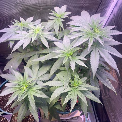 Mimosa Evo growlog timeline photo