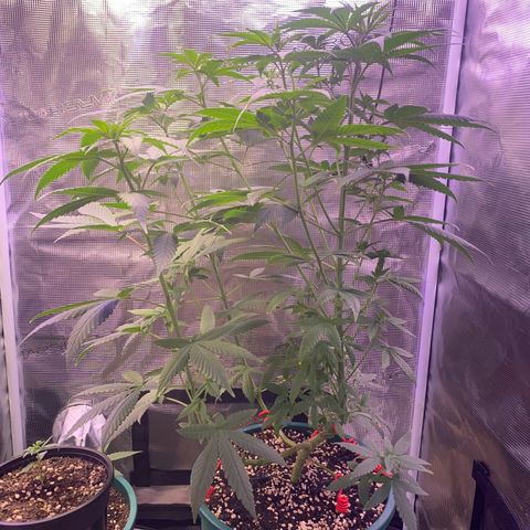 Mimosa Evo growlog photo: Tưới 1.200ml