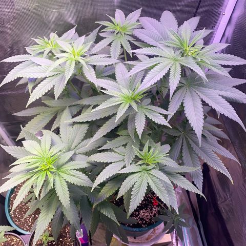 Mimosa Evo growlog photo: Tưới 1.200ml