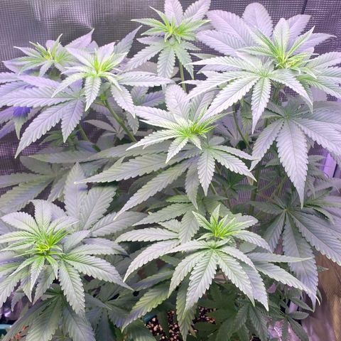 Mimosa Evo growlog photo: Tưới 1.200ml