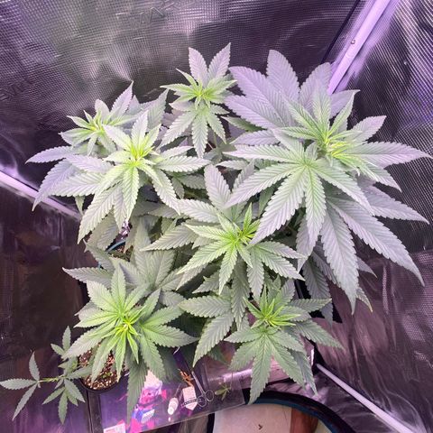 Mimosa Evo growlog photo: Tưới 1.200ml