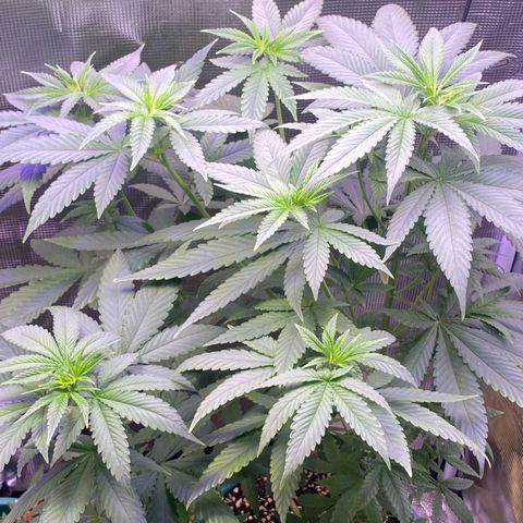 Mimosa Evo growlog timeline photo