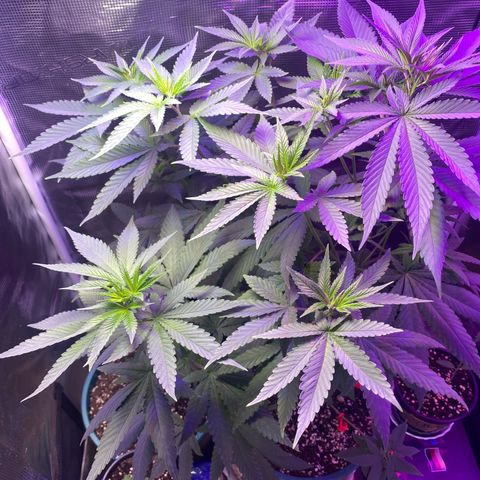 Mimosa Evo growlog photo: Ko tưới