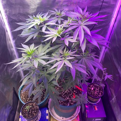 Mimosa Evo growlog photo: Ko tưới