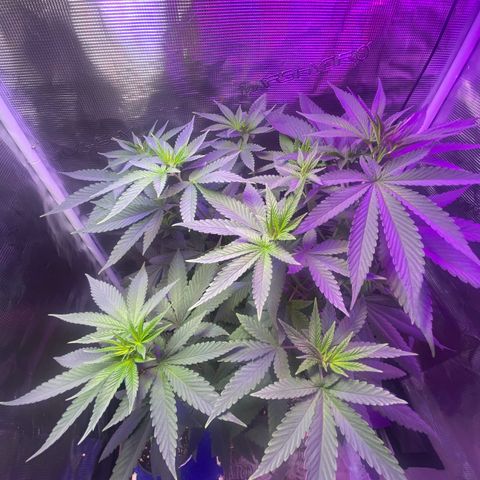 Mimosa Evo growlog photo: Ko tưới