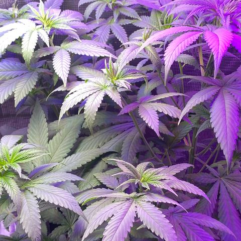 Mimosa Evo growlog timeline photo
