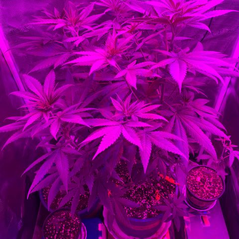 Mimosa Evo growlog timeline photo