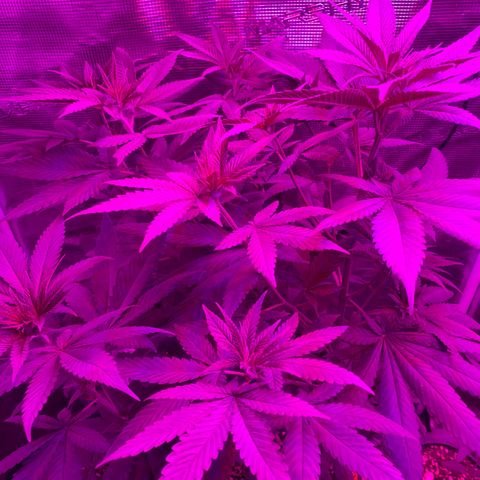 Mimosa Evo growlog timeline photo