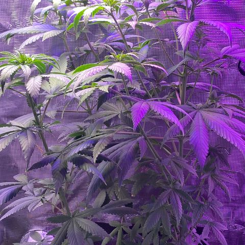 Mimosa Evo growlog timeline photo