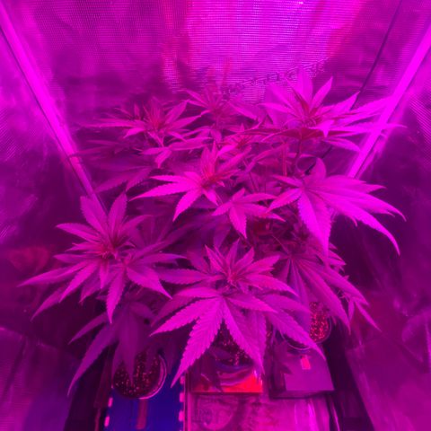 Mimosa Evo growlog timeline photo