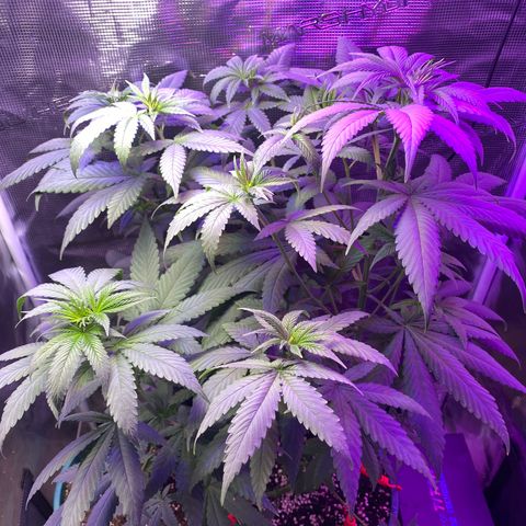 Mimosa Evo growlog timeline photo