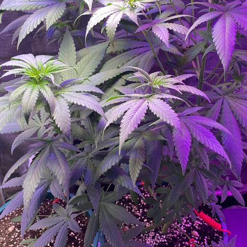 Mimosa Evo growlog timeline photo