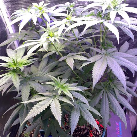 Mimosa Evo growlog timeline photo