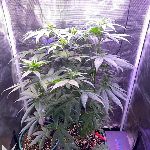 Mimosa Evo growlog timeline photo