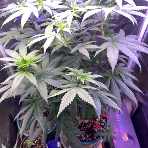 Mimosa Evo growlog timeline photo