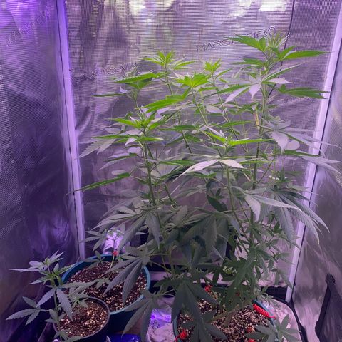 Mimosa Evo growlog timeline photo
