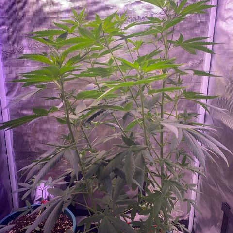 Mimosa Evo growlog timeline photo