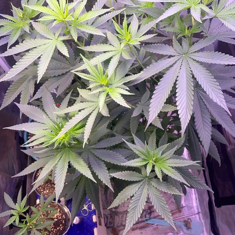Mimosa Evo growlog timeline photo