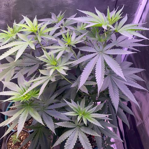 Mimosa Evo growlog timeline photo