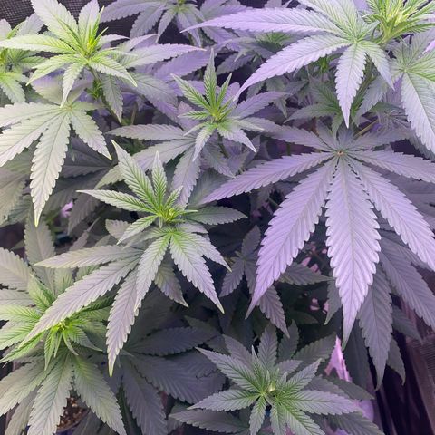 Mimosa Evo growlog timeline photo