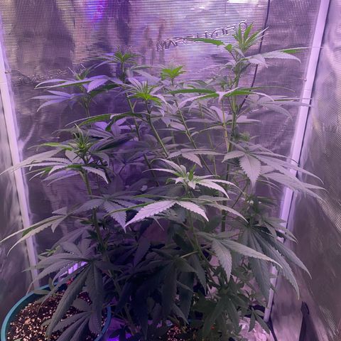 Mimosa Evo growlog timeline photo